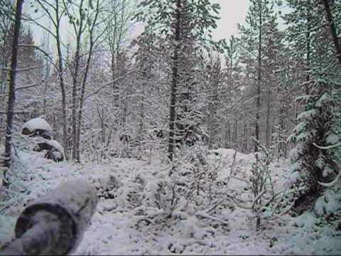Winterwald